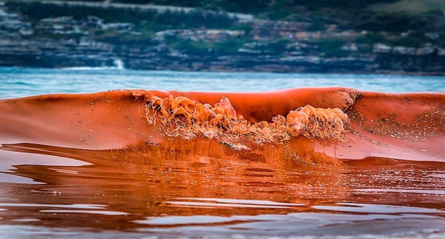 Red Algae